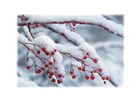 tak met rode besjes bedekt door sneeuw
